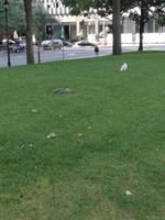 Montreal