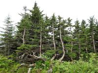 Mount Roberts