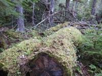 Natur 