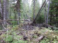 Natur 