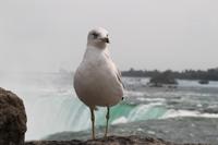 Niagara Fälle