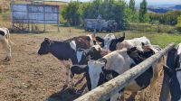 O'Keefe Ranch im Okanagan Valley
