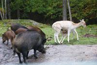 Omega Park (13)