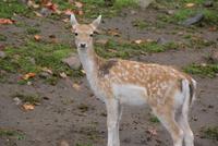 Omega Park (6)