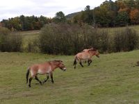 Omega Park - Pferde  - Provinz Quebec, Kanada