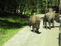 Omega Wildlife Park