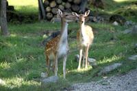 Omega Wildlife Park