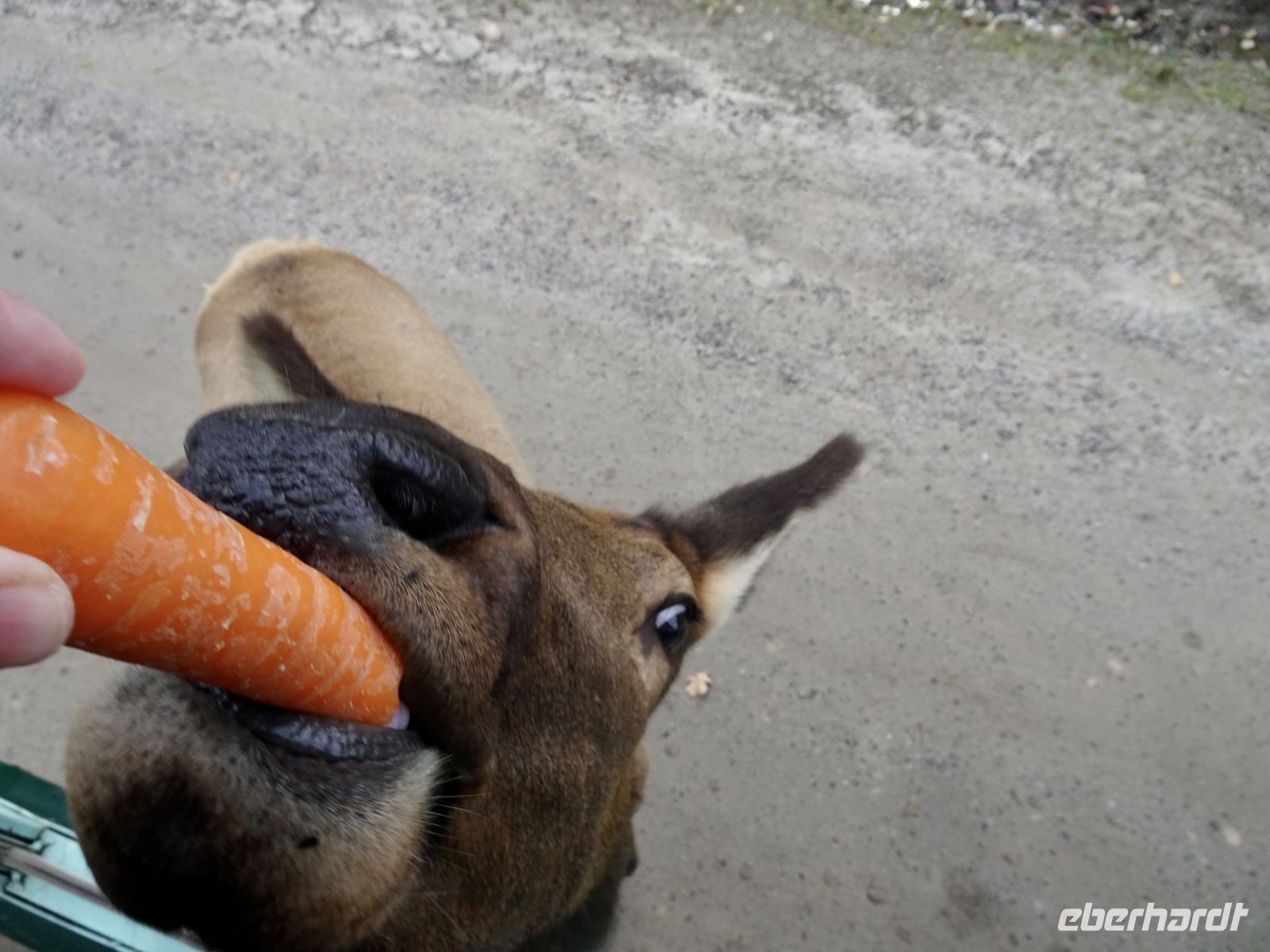 Omega Wildpark 