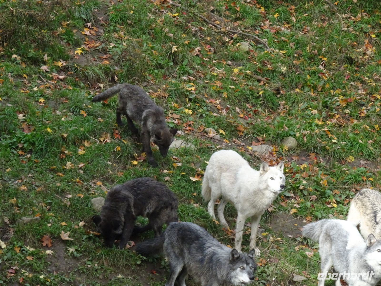 Omega Wildpark 
