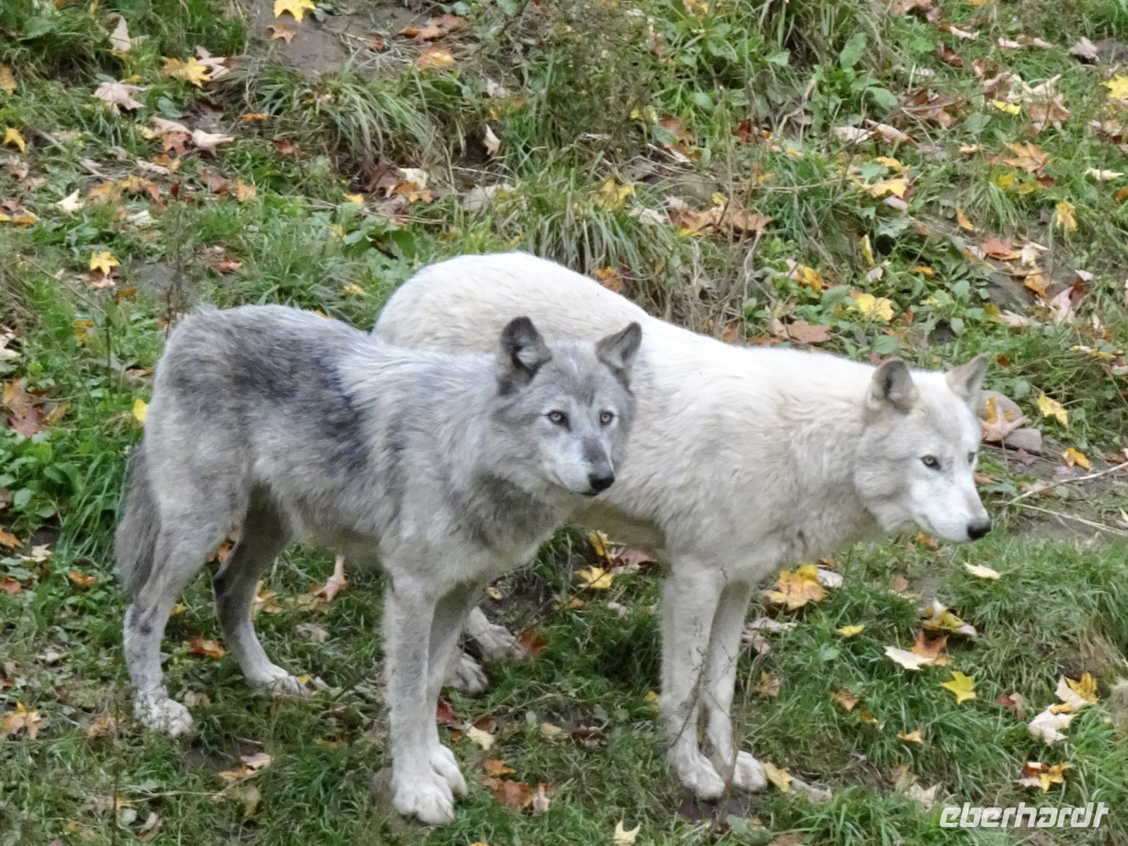 Omega Wildpark 