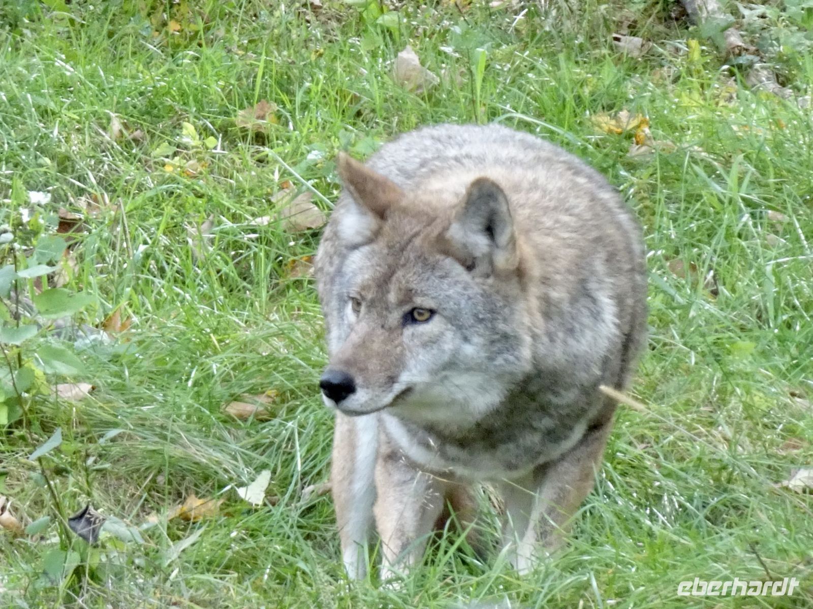 Omega Wildpark 