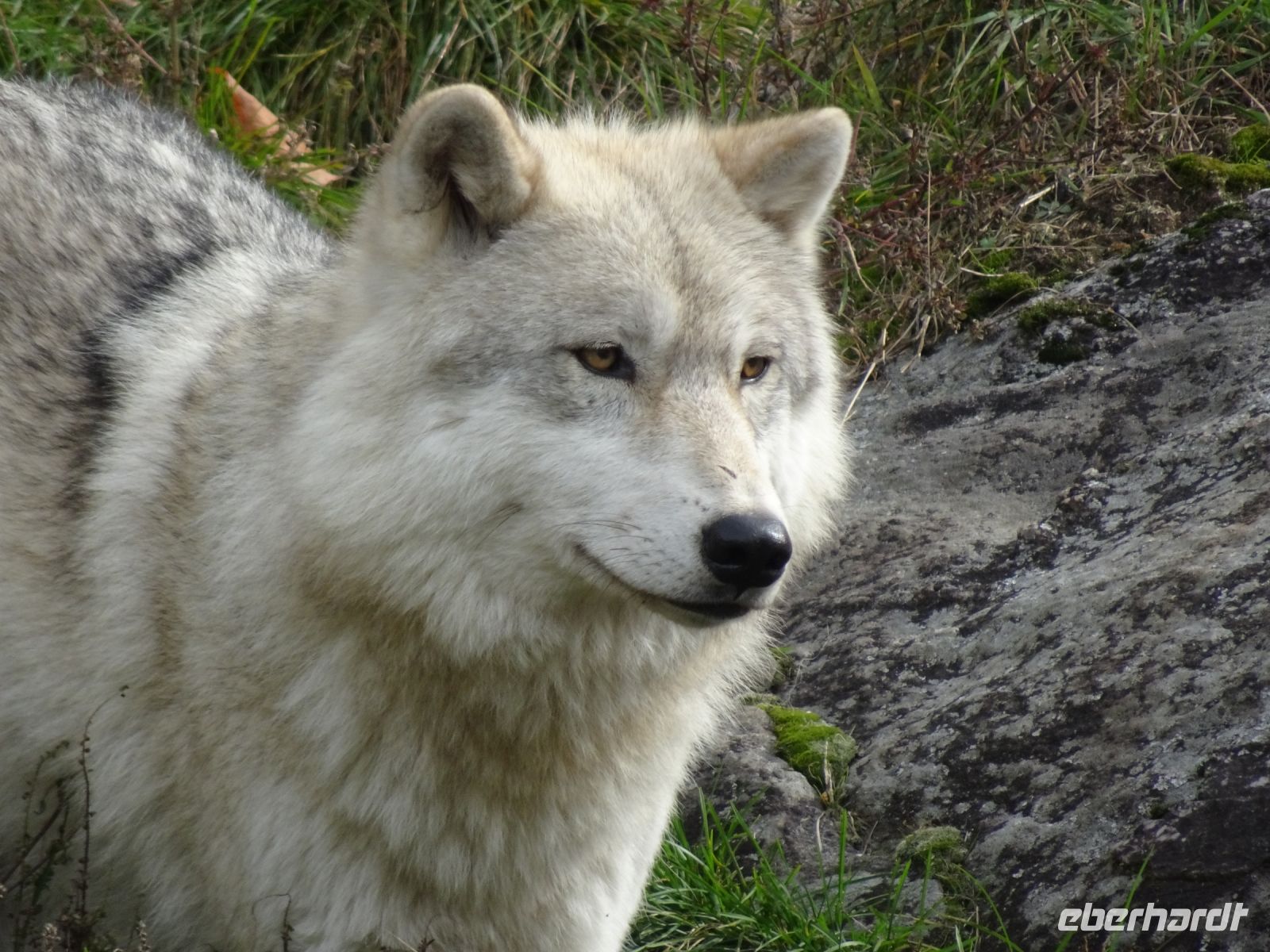 Omega Wildpark 
