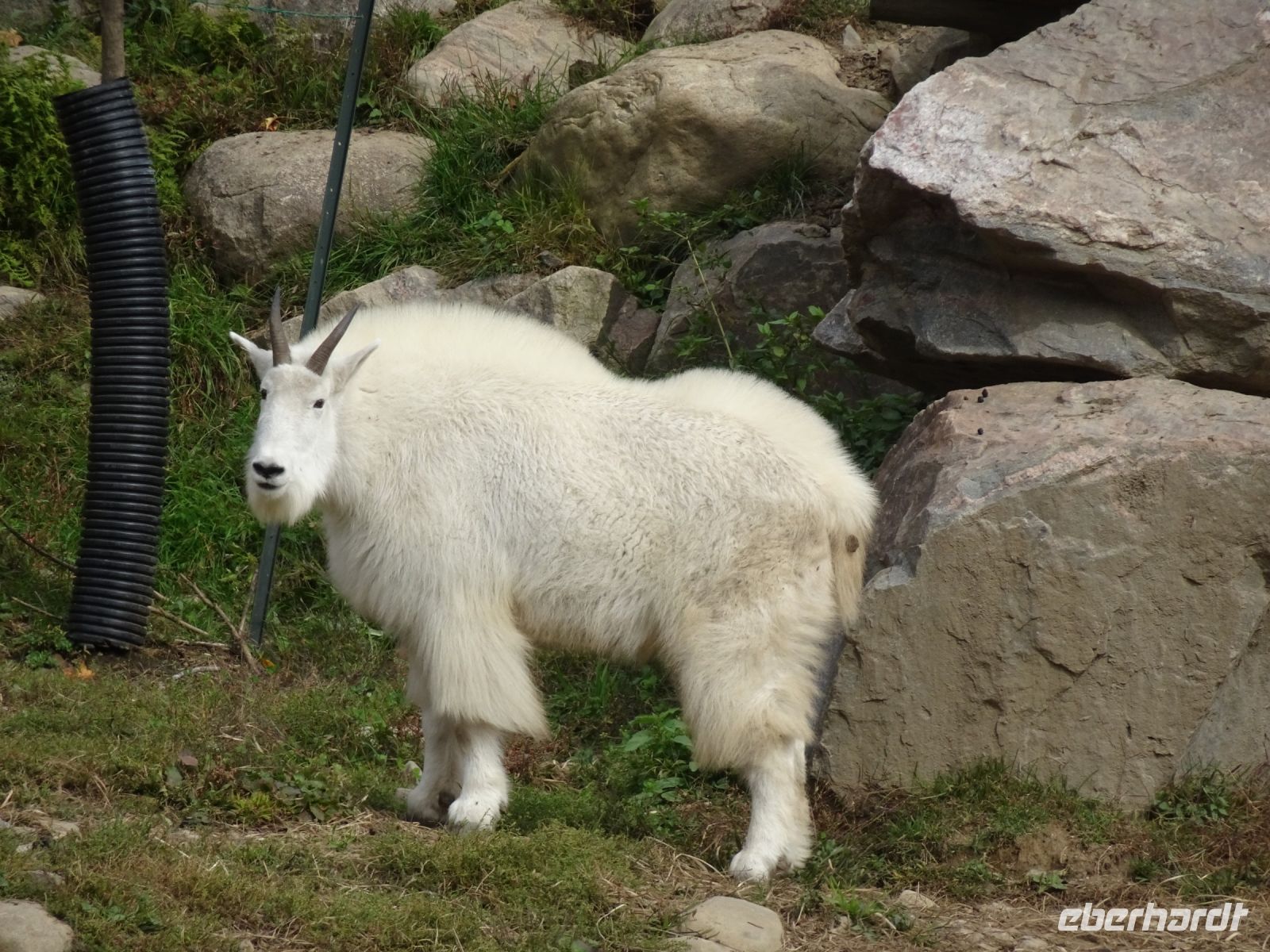 Omega Wildpark 