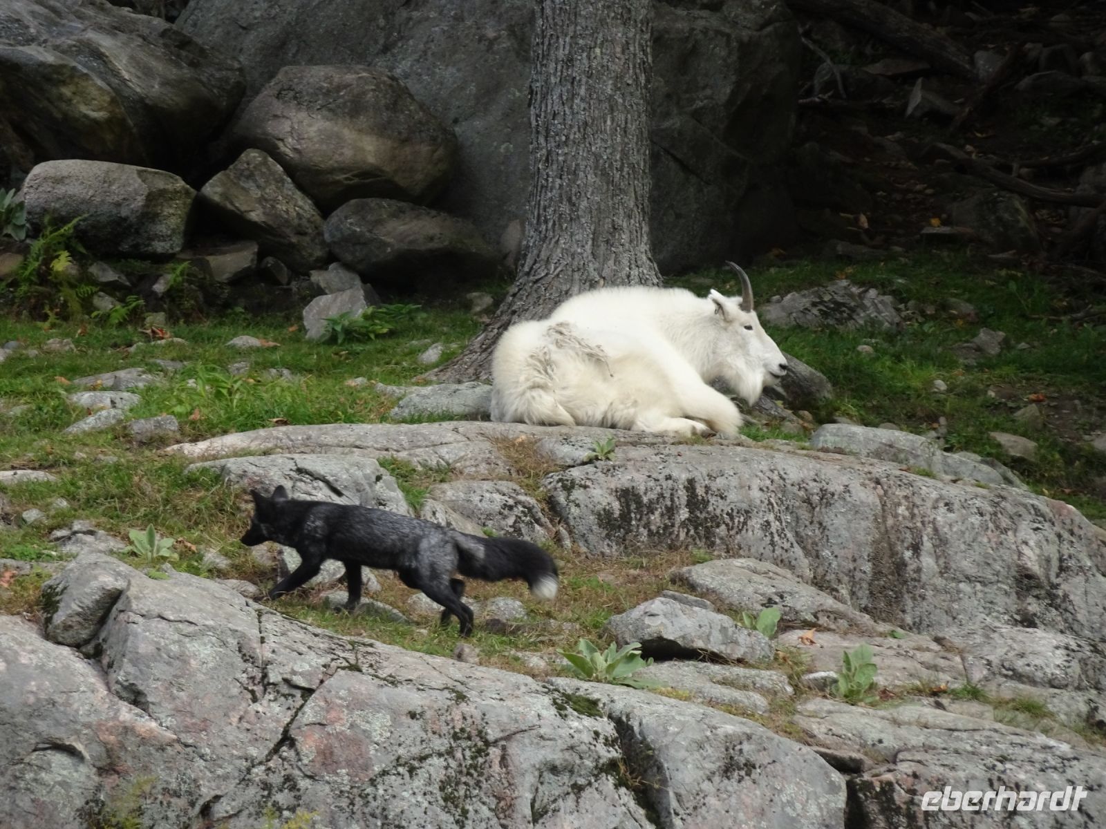 Omega Wildpark 