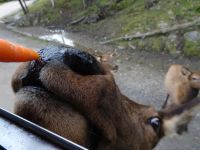 Omega Wildpark 
