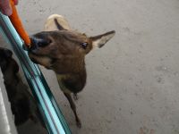Omega Wildpark 