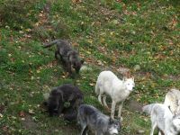 Omega Wildpark 
