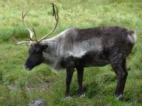 Omega Wildpark 