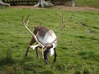 Omega Wildpark 