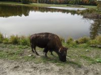 Omega Wildpark 