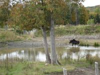 Omega Wildpark 