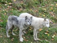 Omega Wildpark 