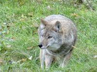 Omega Wildpark 
