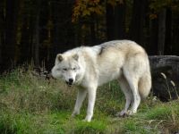 Omega Wildpark 