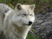 Omega Wildpark 