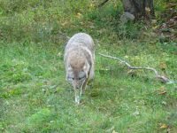 Omega Wildpark 