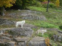 Omega Wildpark 