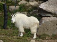 Omega Wildpark 
