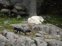 Omega Wildpark 