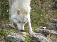 Omega Wildpark 