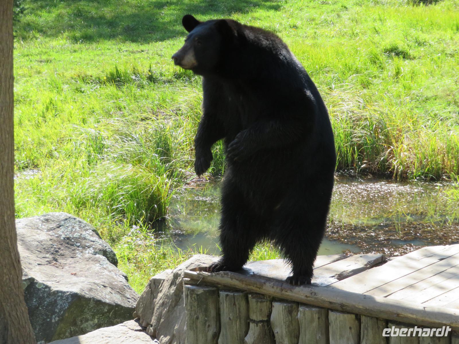 Omega Wildpark Schwarzbär