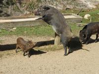 Omega Wildpark Wildschweine
