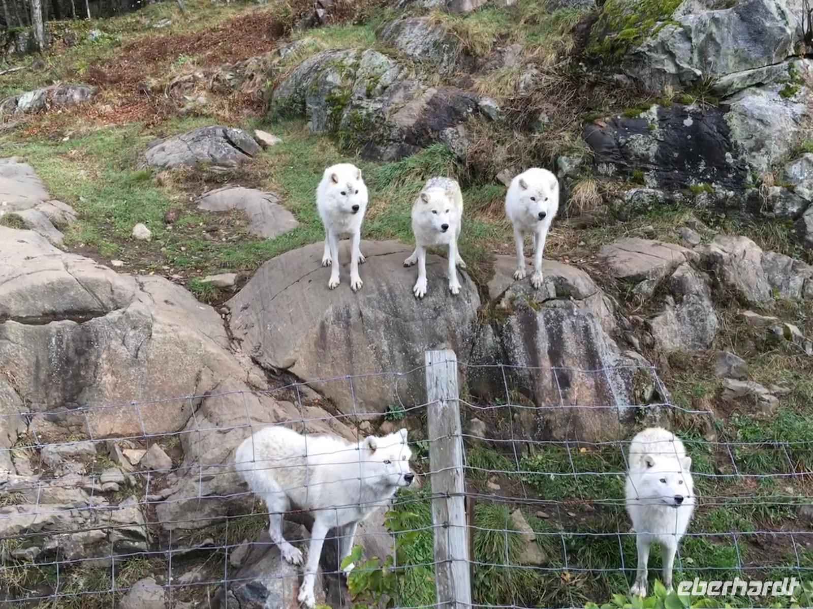 Omega Wildpark