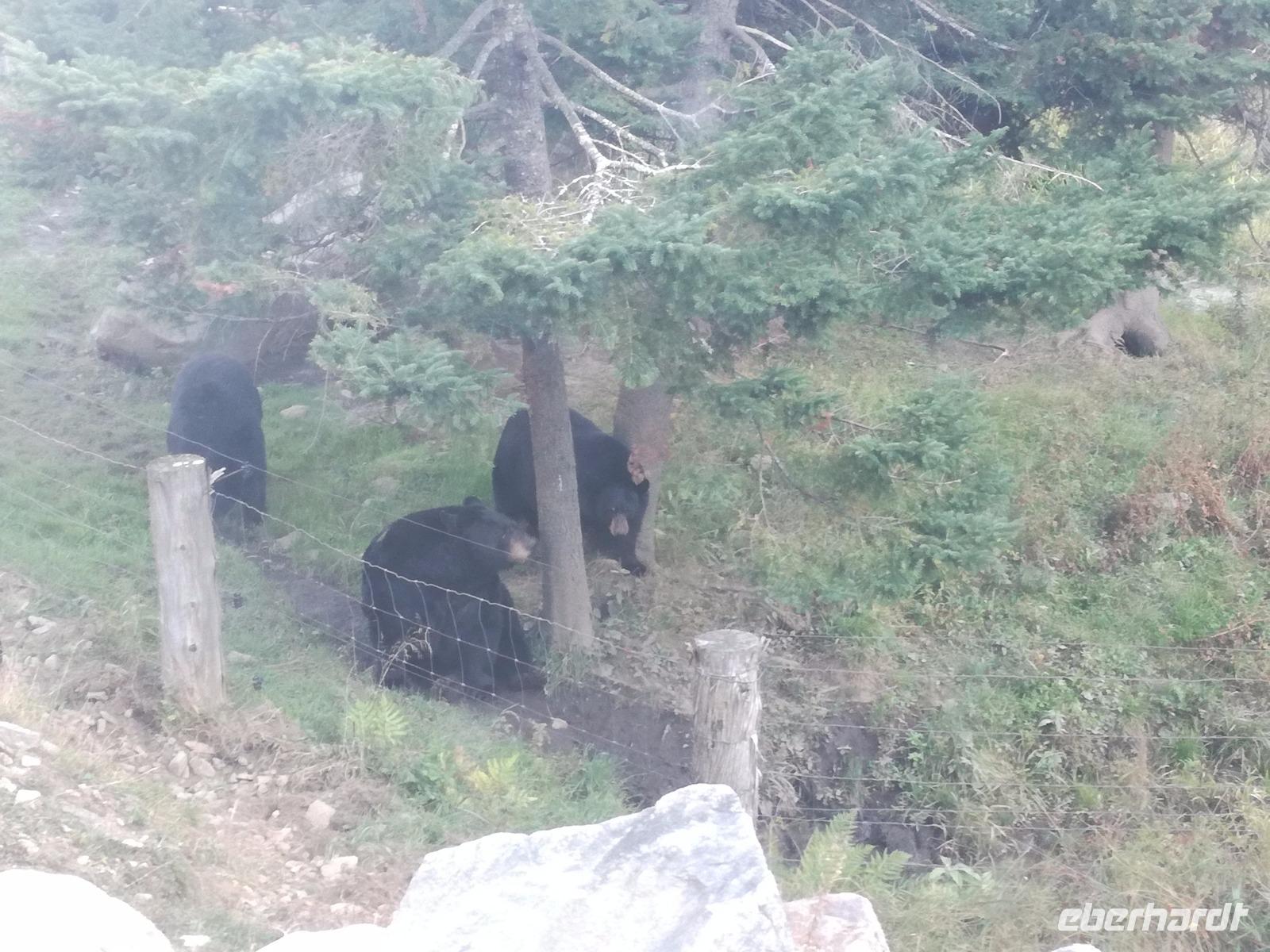 Omega Wildpark