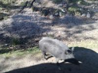 Omega Wildpark