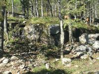 Omega Wildpark
