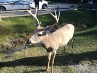 Omega Wildpark