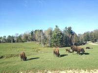 Omega Wildpark