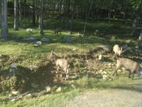 Omega Wildpark