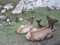 Omega Wildpark