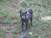 Omega Wildpark