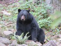 Omega Wildpark