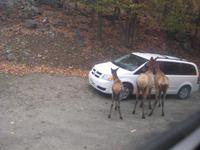 Omega Wildpark