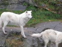 Omega Wildpark