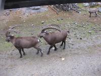 Omega Wildpark