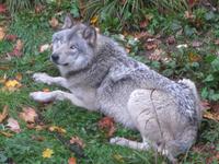 Omega Wildpark